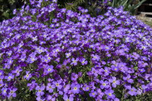 blühendes Blaukissen in Bergheim. Foto: Goede